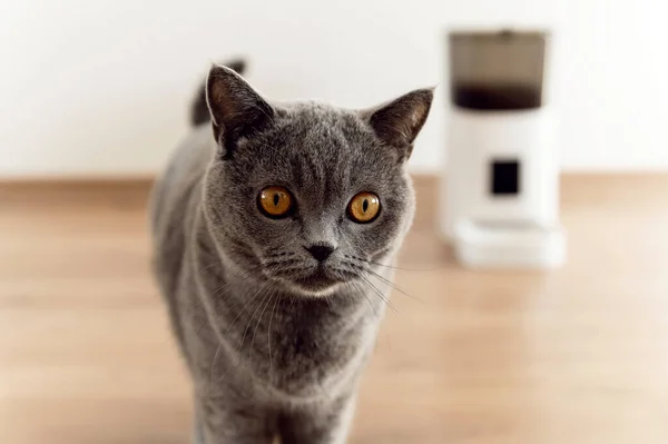 Akıllı Kedi Besleyici Skoç Kedi Yemek Bekliyor Evcil Hayvanları Besleyen — Stok fotoğraf