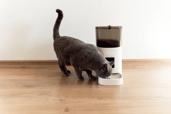 スマートキャットフィーダースコットランドの猫は食べ物を待っています ペット用フィーダー ペットフードの自動給餌 現代の技術です フィーダーに餌をやる 栄養は時間の経過とともに 国内猫 ストックフォト