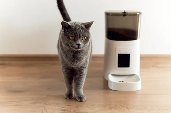 Smart Cat Feeder Szkocki Kot Czeka Jedzenie Karmnik Dla Zwierząt Obraz Stockowy