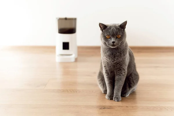 Smart Cat Feeder Szkocki Kot Czeka Jedzenie Karmnik Dla Zwierząt Zdjęcia Stockowe bez tantiem