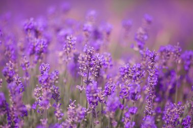 Mor lavanta çiçekleri