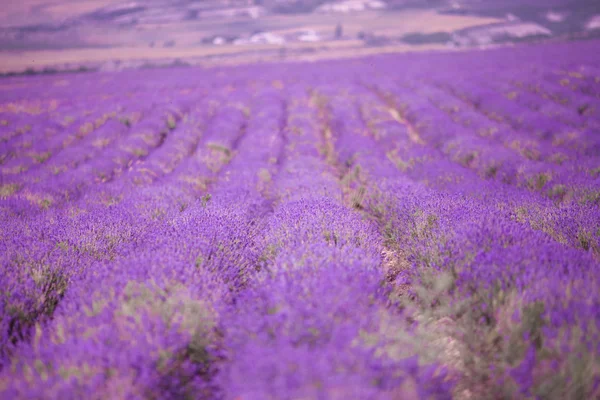 Paarse lavendel bloemen veld. — Zdjęcie stockowe