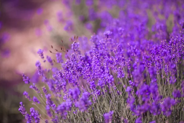 Lavander fioletowe kwiaty — Zdjęcie stockowe