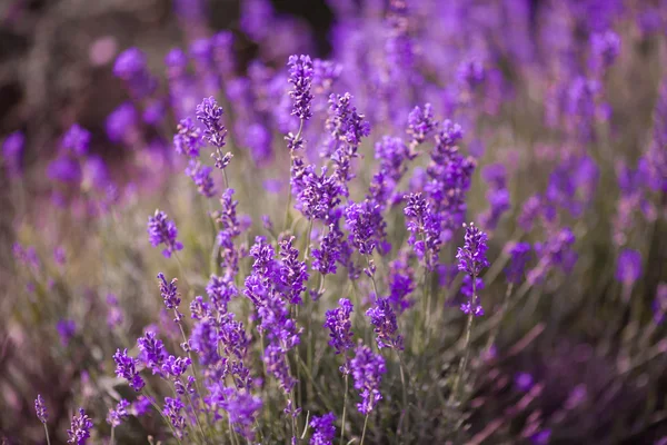 Фиолетовые цветы лаванды — стоковое фото