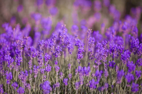 Фіолетова лаванда квіти — стокове фото