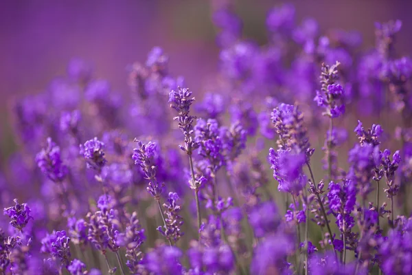 Lavander fioletowe kwiaty — Zdjęcie stockowe