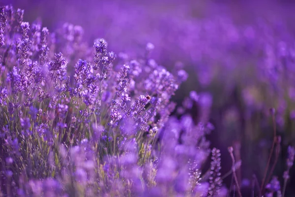 Lavander fioletowe kwiaty — Zdjęcie stockowe