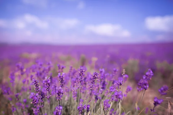 Flores de lavanda púrpura Imagen de stock