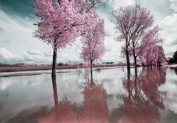 pateira de fermentelos Park