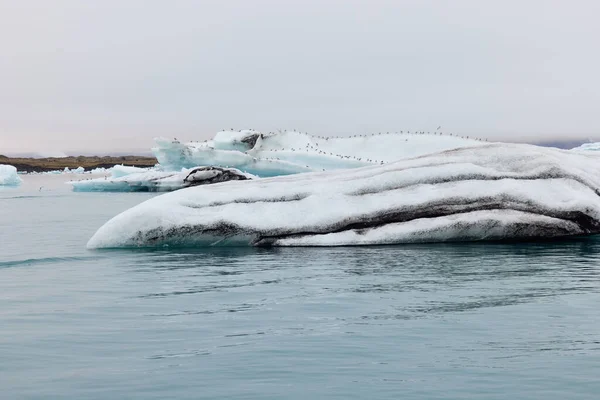 Seagulls Sitting Iceberg Iceberg Flowing Jokulsarlon Lagoon Detached Glacier Front — Stock Photo, Image