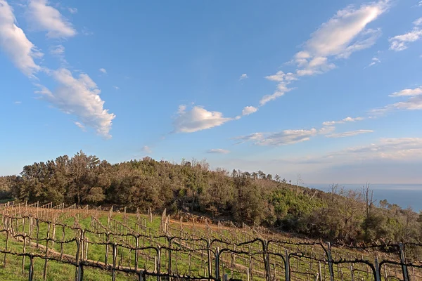 Italia, Viñedo en Noli —  Fotos de Stock