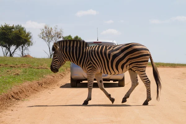 얼룩말 국립 공원 아프리카 — 스톡 사진