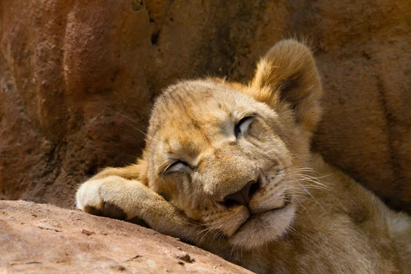 Porträt eines schlafenden Tigers — Stockfoto