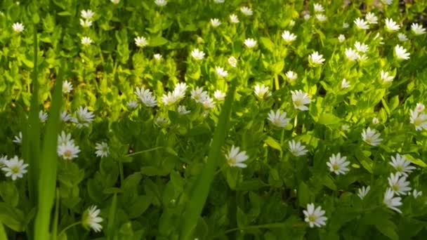 Wilde bloemen op een achtergrond van groen gras in de lente — Stockvideo