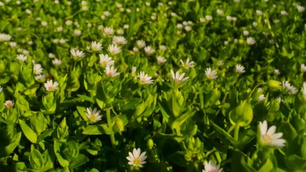 Wilde bloemen op een achtergrond van groen gras in de lente — Stockvideo