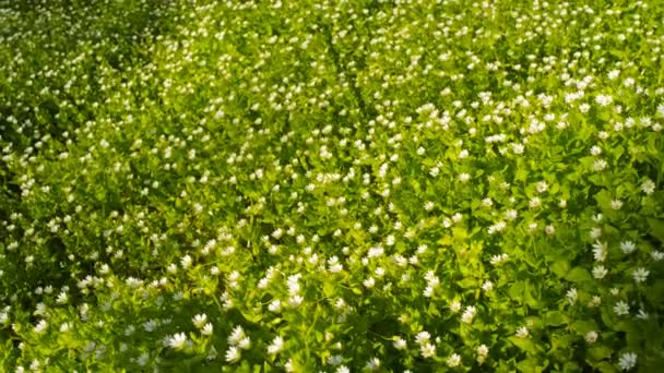 Wilde bloemen op een achtergrond van groen gras in de lente — Stockvideo