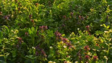 Kır çiçekleri yeşil çim (kamera kaydırıcısını bir arka plan üzerinde)