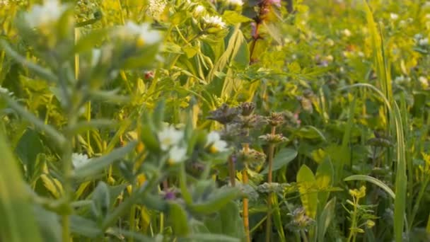 Fiori selvatici su uno sfondo di erba verde (slider fotocamera ) — Video Stock