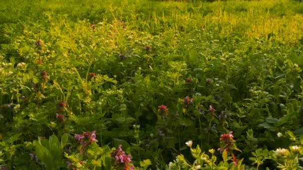 Vilda blommor på en bakgrund av grönt gräs (kamera reglaget) — Stockvideo