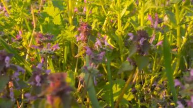 Kır çiçekleri yeşil çim (kamera kaydırıcısını bir arka plan üzerinde)