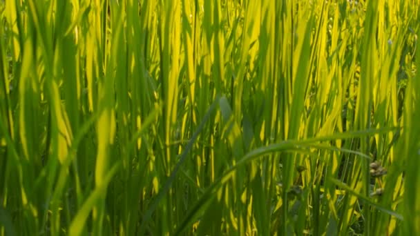 Flores silvestres sobre un fondo de hierba verde (cámara deslizante ) — Vídeos de Stock