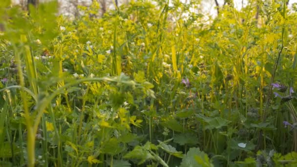 Wilde bloemen op een achtergrond van groen gras (camera schuifknop) — Stockvideo