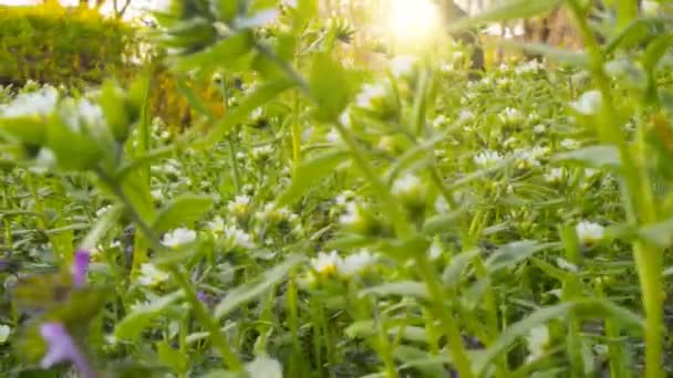 Flores selvagens em um fundo de grama verde (controle deslizante de câmera ) — Vídeo de Stock