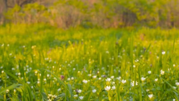Дикі квіти на фоні зеленої трави (повзунок камери ) — стокове відео