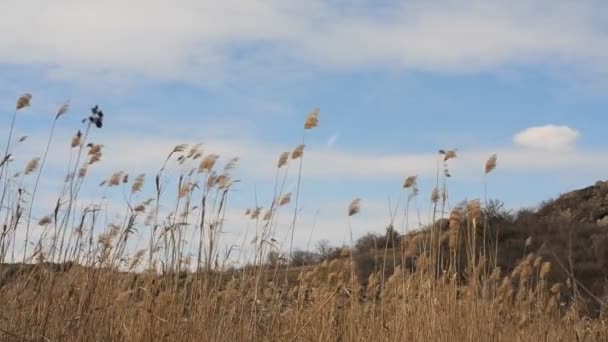 Landskap med moln och reed — Stockvideo