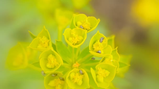 Insect pests eat wild flowers (macro) — Stock Video