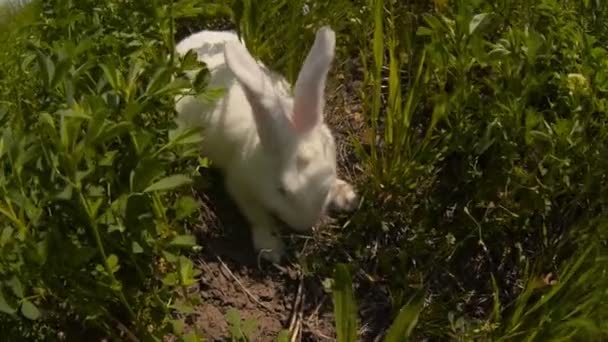 Coniglio corre attraverso il campo e mangiare erba — Video Stock