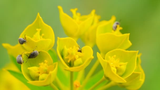 Plagas de insectos comen flores silvestres (macro ) — Vídeos de Stock