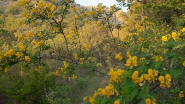Άγρια λουλούδια στα βουνά — Αρχείο Βίντεο