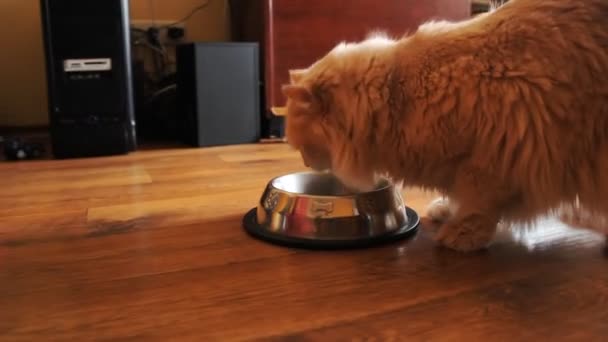 Малыш кормит большую кошку — стоковое видео