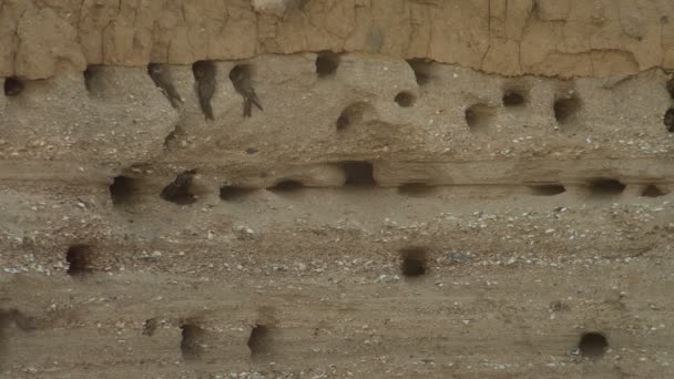 Schwalbennester in einem Sandsteinbruch — Stockvideo