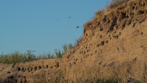 Schwalbennester in einem Sandsteinbruch — Stockvideo