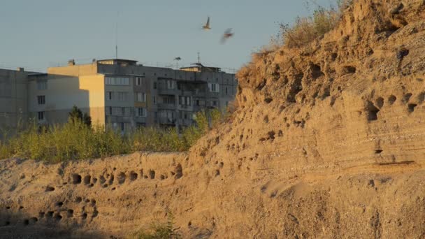巢的燕子在砂  鱼涌 — 图库视频影像