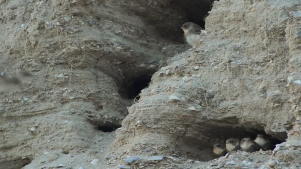 Gniazda jaskółek w kopalni piasku — Wideo stockowe
