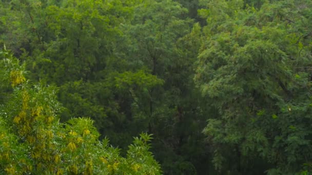 비오는 날 나무 배경 — 비디오