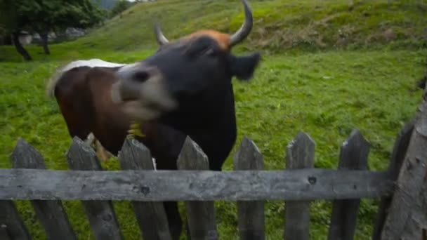 Cow graze in the mountains Carpathians — Stock Video