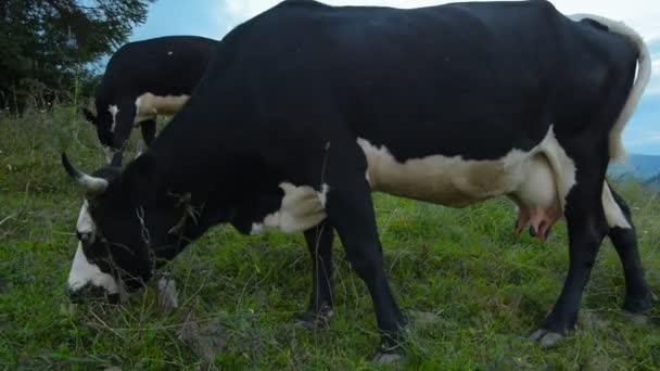 Cows in the mountains Carpathians — Stock Video