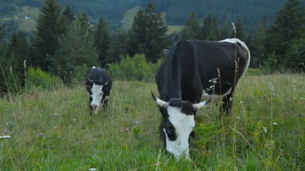 Vacas en las montañas Cárpatos — Vídeo de stock