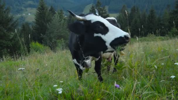 Vacas en las montañas Cárpatos — Vídeo de stock