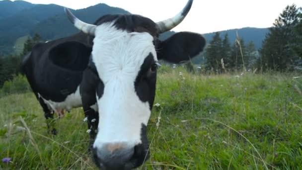 Vaca engraçada lambe a câmera — Vídeo de Stock