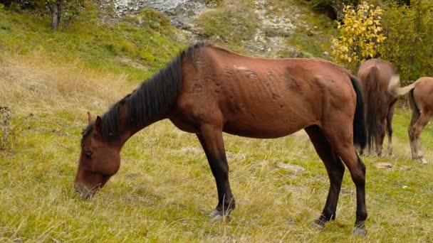 Wilde paarden grazen in de bergen — Stockvideo