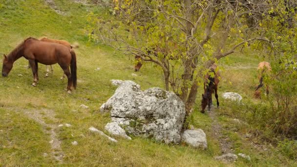 Caballos salvajes pastan en las montañas — Vídeo de stock