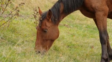 dağlarda Vahşi atlar otlatmak