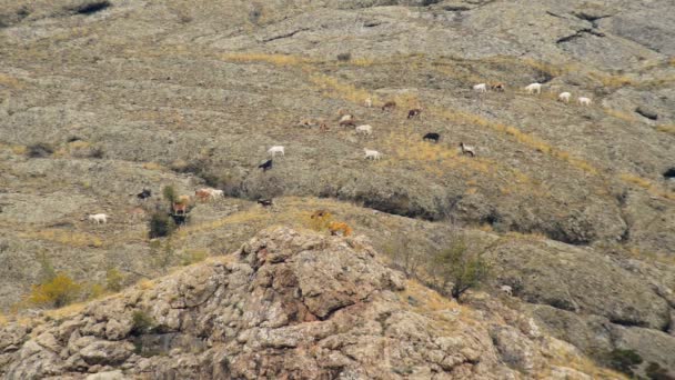 Ovinos e cabras pastam em prados de montanha — Vídeo de Stock