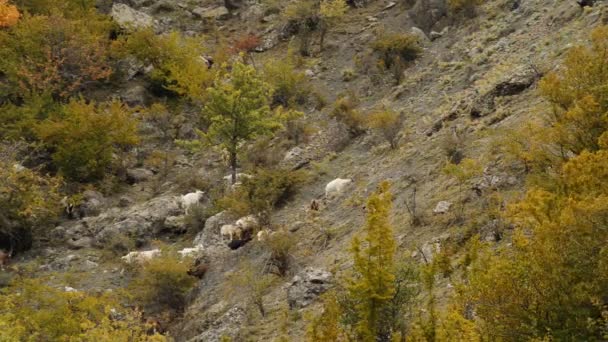 Pecore e capre pascolano sui prati di montagna — Video Stock