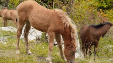 dağlarda Vahşi atlar otlatmak